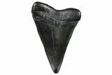 Fossil Broad-Toothed Mako Tooth - South Carolina #302064-1